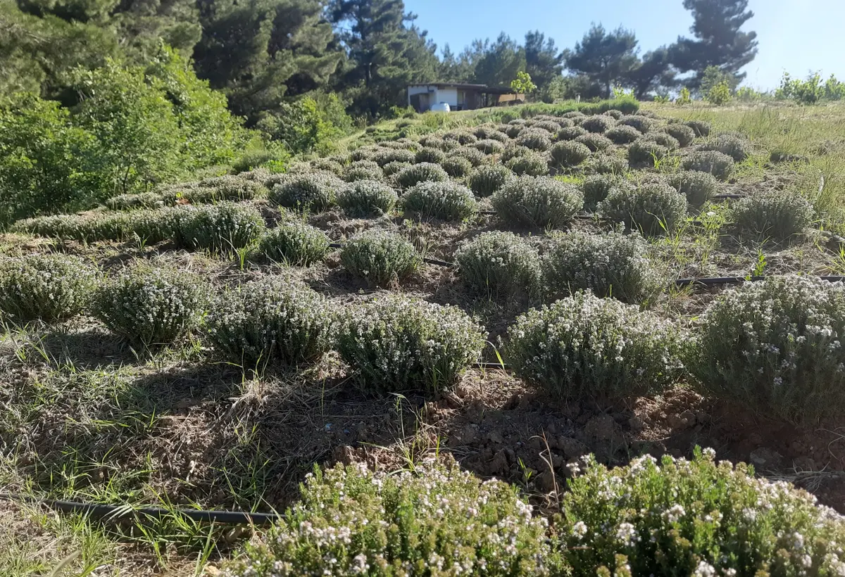 İnnziva arazisindeki aromatik bitki sıraları